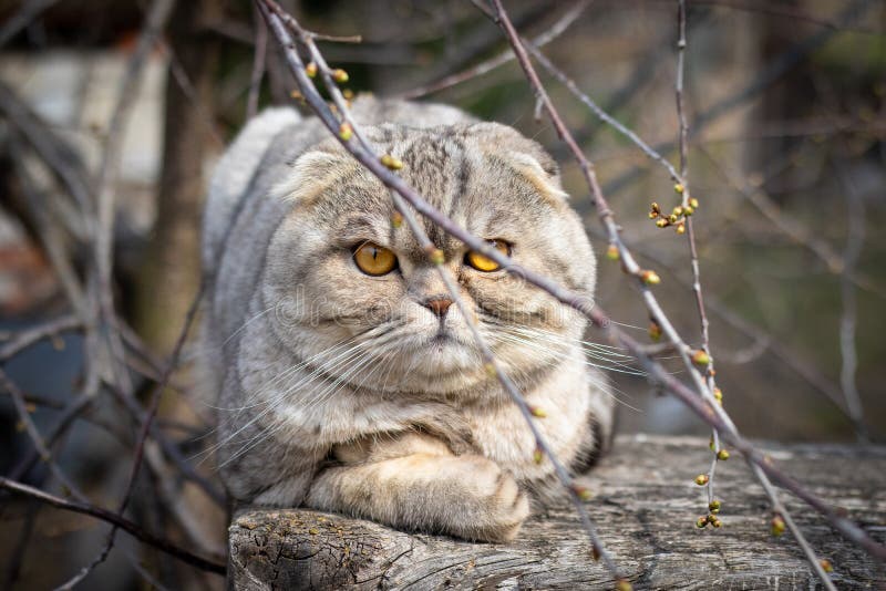 tabby calico cat with copper eyes