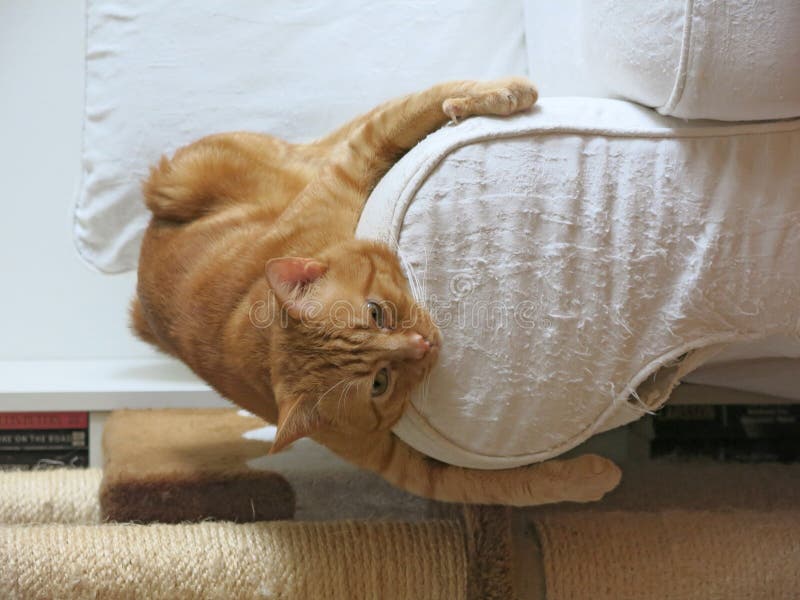 Cat Damaged Sofa Stock Photos Free & RoyaltyFree Stock Photos from
