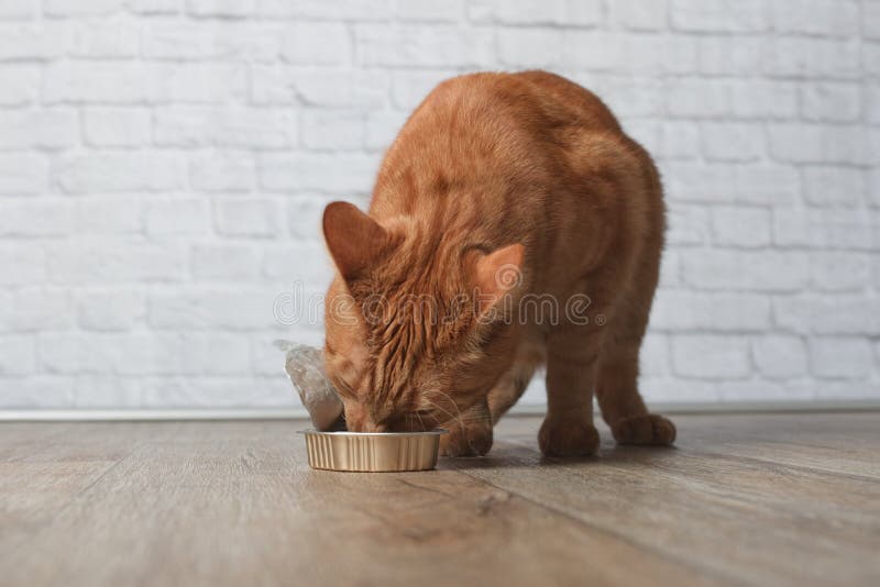 Ginger Cat Eating from a Feeding Dish Stock Image Image of people