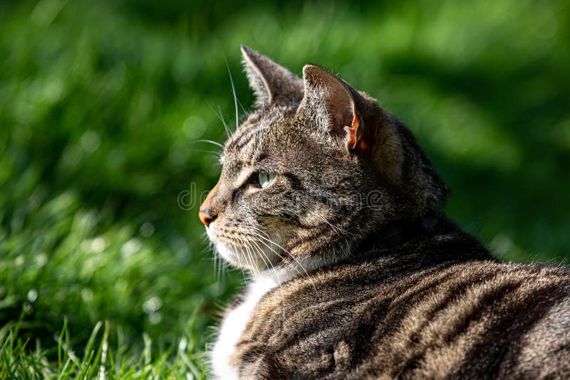 A Tabby Cat Enjoying the Sunshine Stock Photo Image of face, beauty