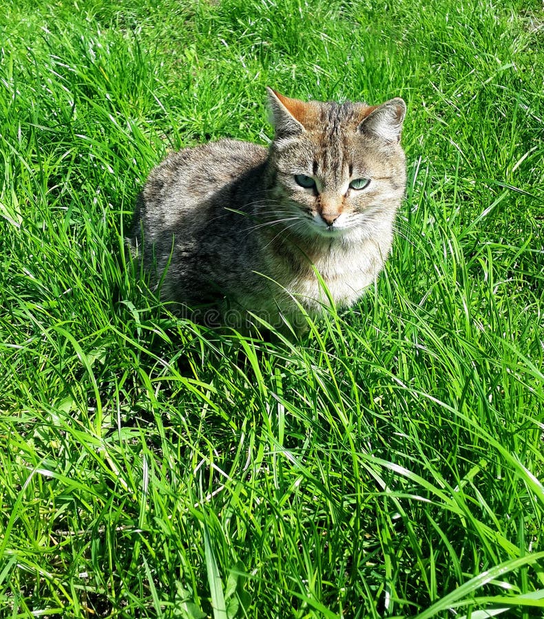 Tabby cat on grass stock image. Image of adorable, feline 91377907
