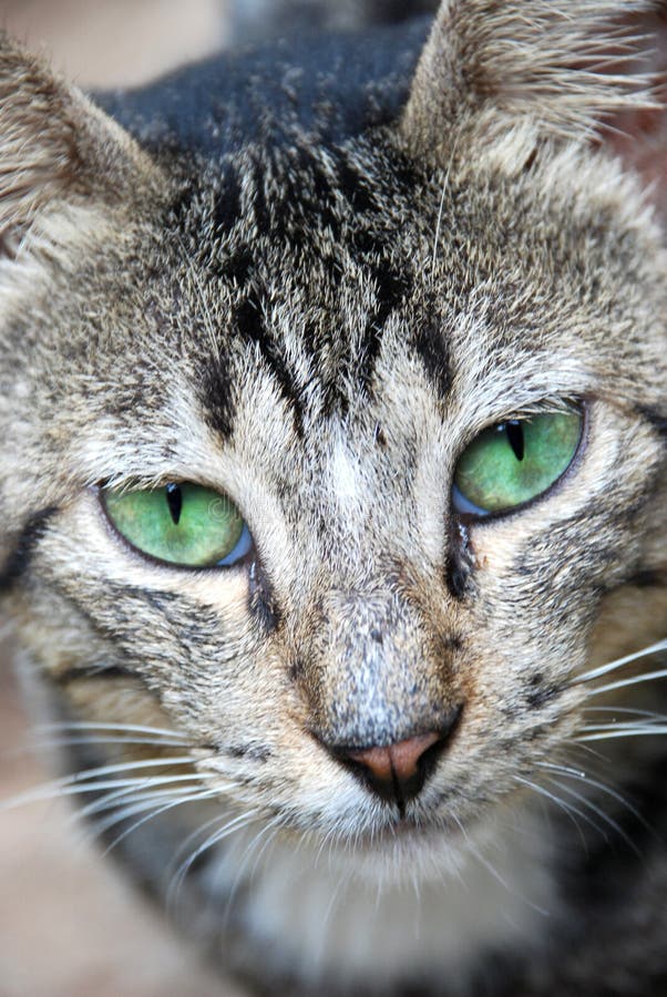 Tabby cat with green eyes stock photo. Image of stares 7804804
