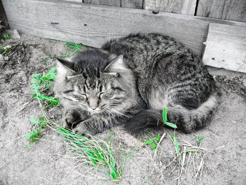  Shaggy  Dog And Tabby  Cat Sitting Together Stock Photo 