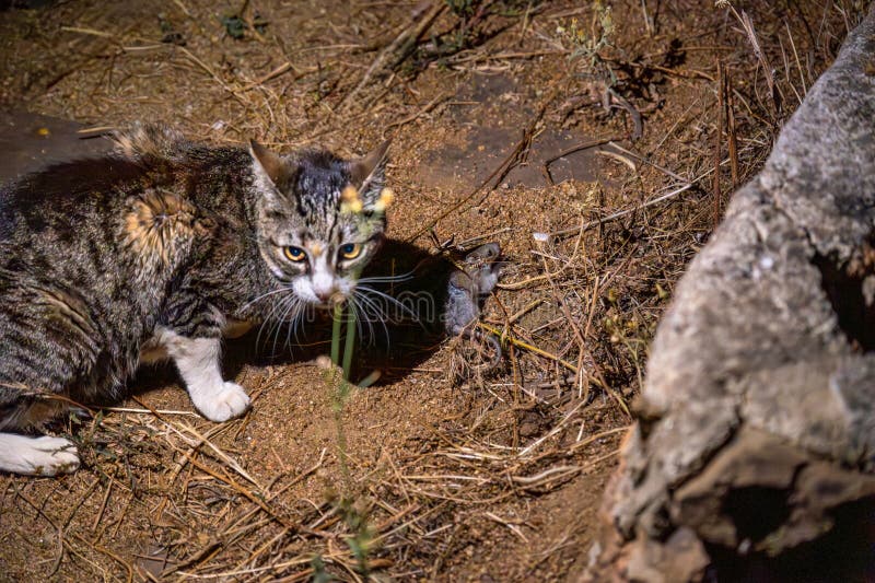 Tabby cat guarding its injured mouse prey by its side at night outdoors in a forest stock image