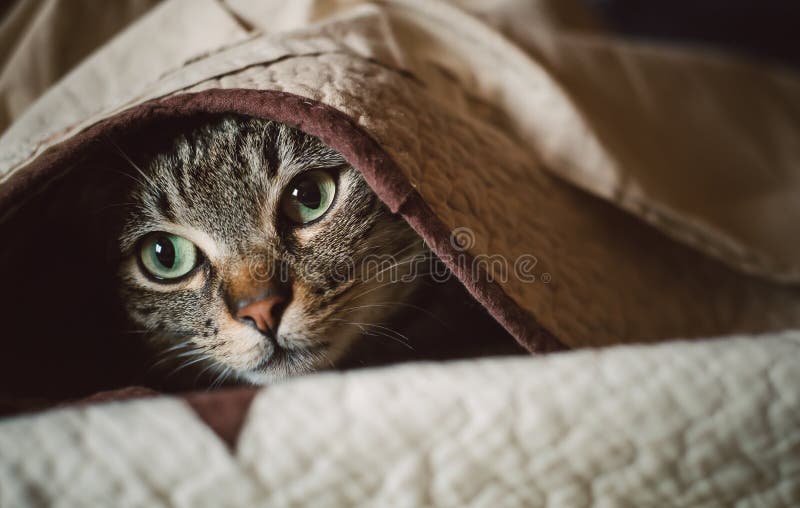 Tabby Cat Hiding Under a Blanket Stock Image Image of closeup, green