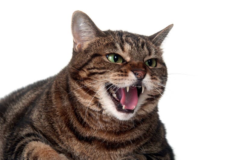 animals that hiss animals that hiss