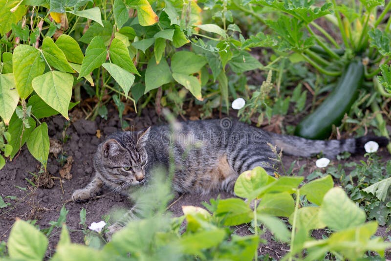 A scacchi gatto riposa giardino un letto germogli da fagioli un zucchine.