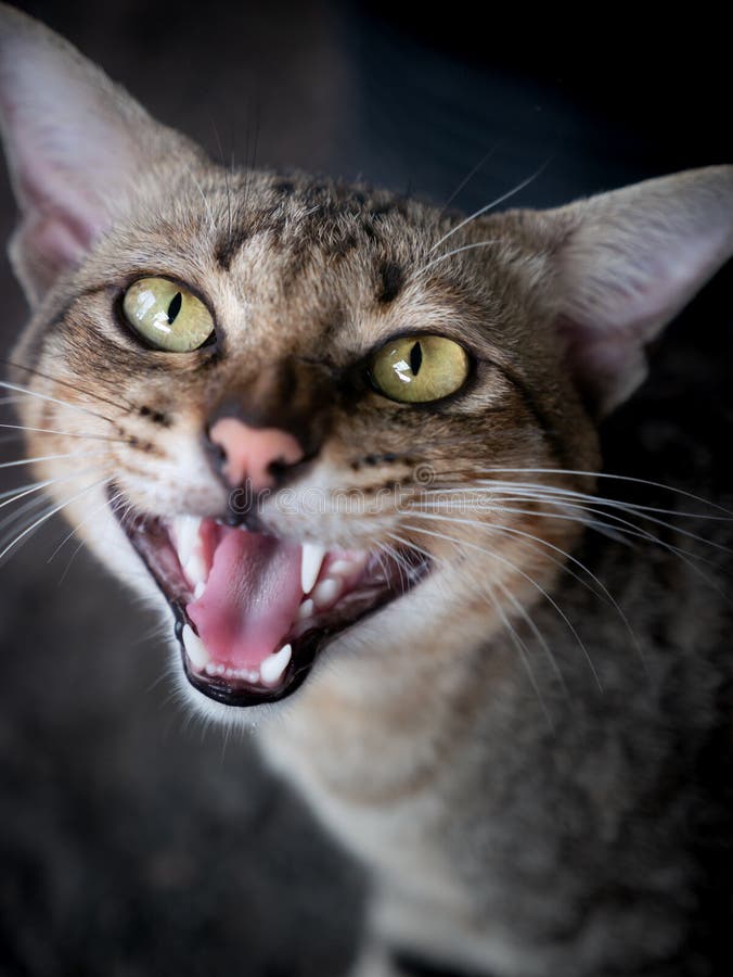 Loud voice stock photo. Image of public, hailer, speaker 1562314