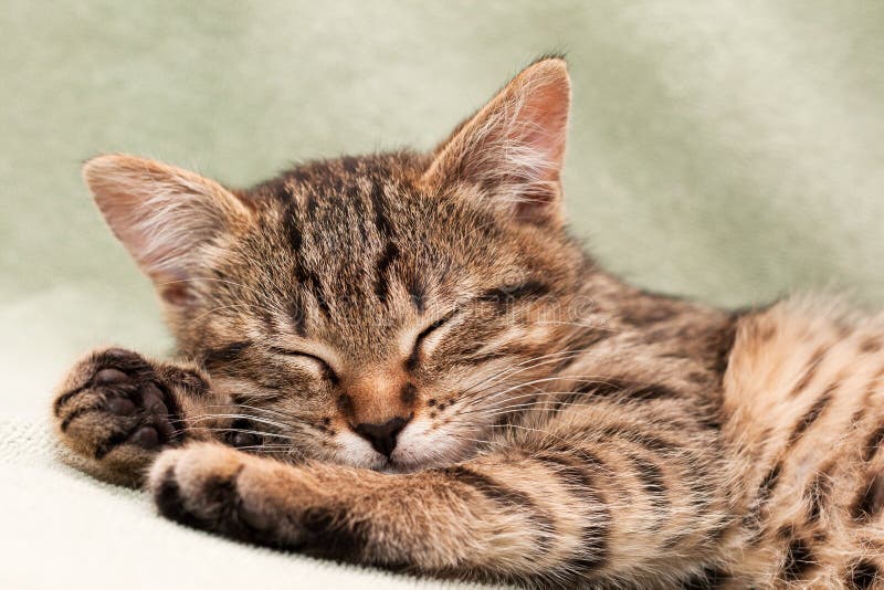 Tabby cat lying on bed