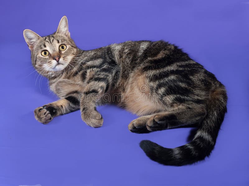 Tabby cat lying on lilac stock image. Image of veterinarian 47239155