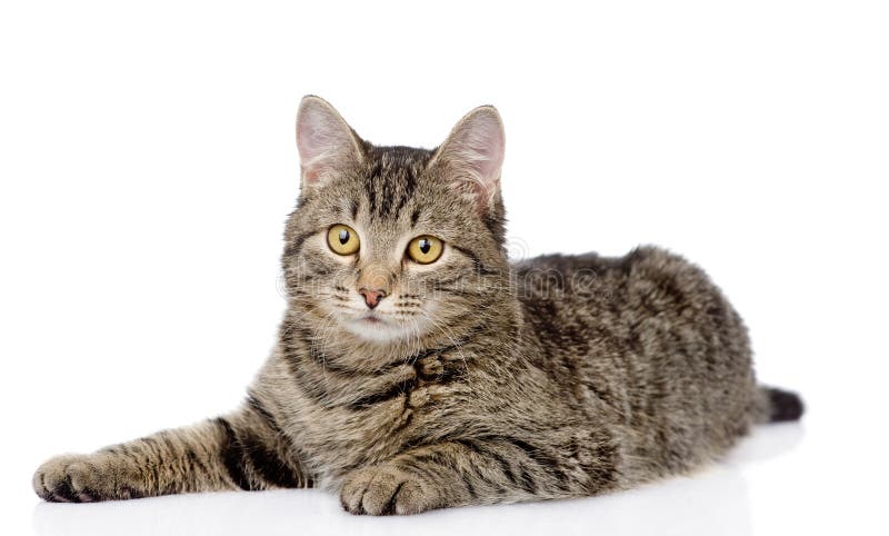 Tabby Cat Lying and Looking at Camera. Isolated on White Stock Photo ...