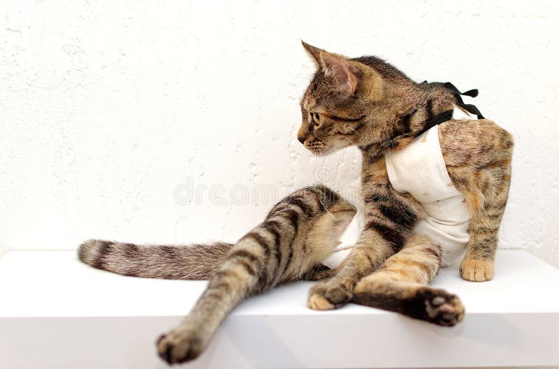 Tabby Cat in a Medical Blanket after Surgery Sits on the Windowsill