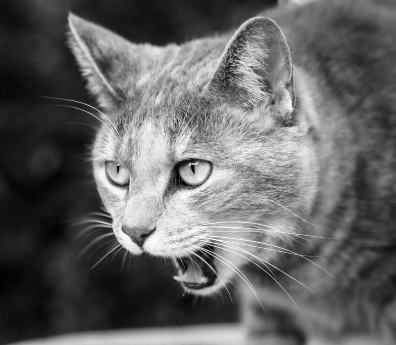 Tabby Cat Meowing Loudly in Black and White