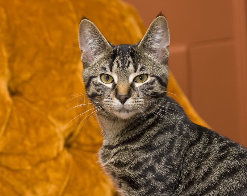 Tabby Cat on Orange stock photo. Image of mackerel, tabby 6328276