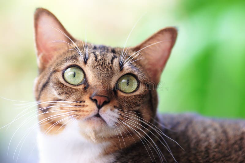 Tabby cat outdoor stock photo. Image of close, yellow, animal 679250