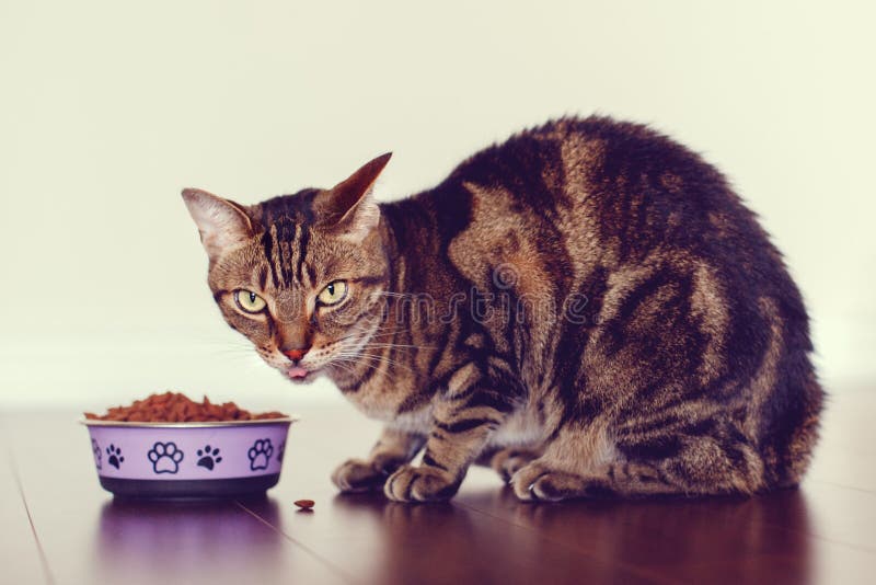 Tabby cat pet with green yellow eyes sitting on floor eating dry food