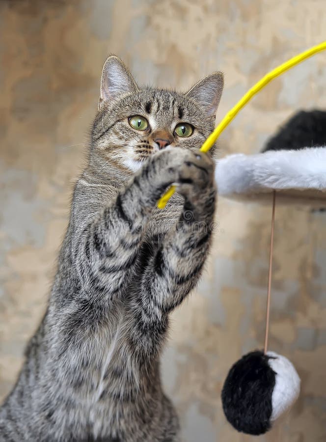tabby kittens playing tabby kittens playing