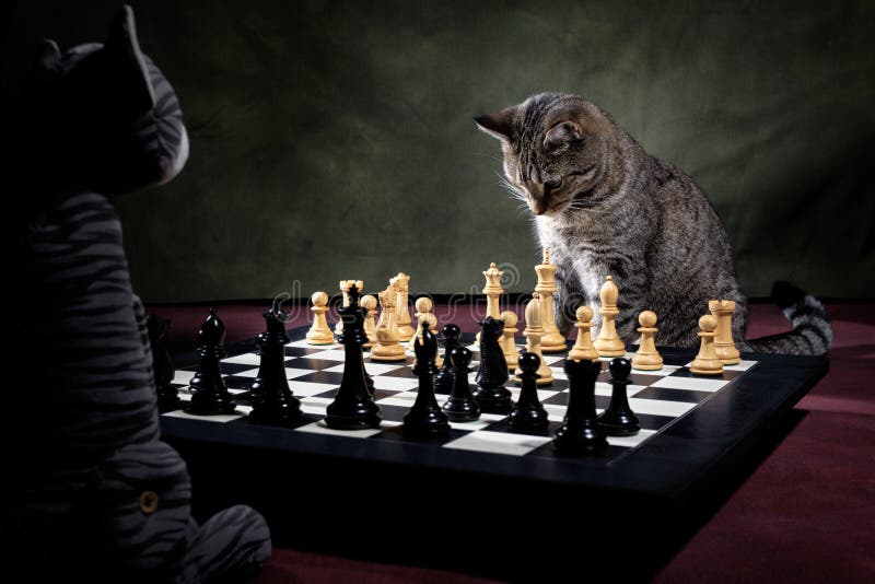 Tabby Cat Playing Chess Game Stock Image - Image of green, black: 192872091