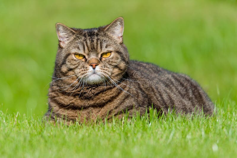 Britský klasický krátkosrstá mourek kočka ležící na zelená tráva.