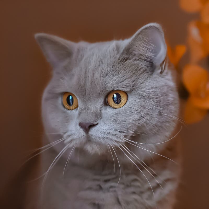 Tabby Cat is Rare Eyes and Fur Stock Photo Image of rare, carnivore