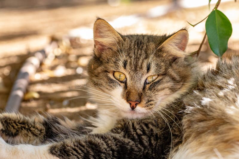 Portrait of a long haired tabby cat stock photo Portrait of a long haired tabby cat stock photo