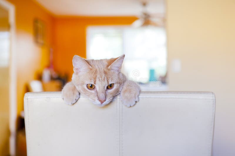 Tabby Cat Scratching Furniture Stock Image Image of leather, house