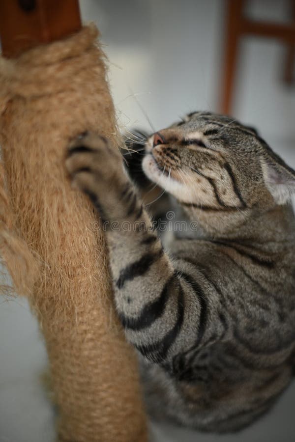 Tabby Cat is Sharpening Its Claws with a Rope Stock Image Image of