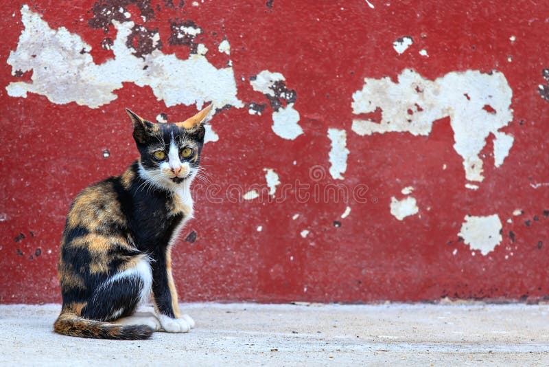 Tabby cat sitting on crack red wall background