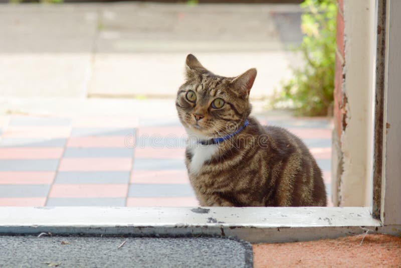 cat outside door