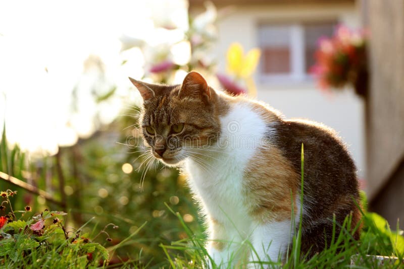 A tabby cat sitting in garden and looking on grass and trying find some thing for playing. royalty free stock images A tabby cat sitting in garden and looking on grass and trying find some thing for playing. royalty free stock images