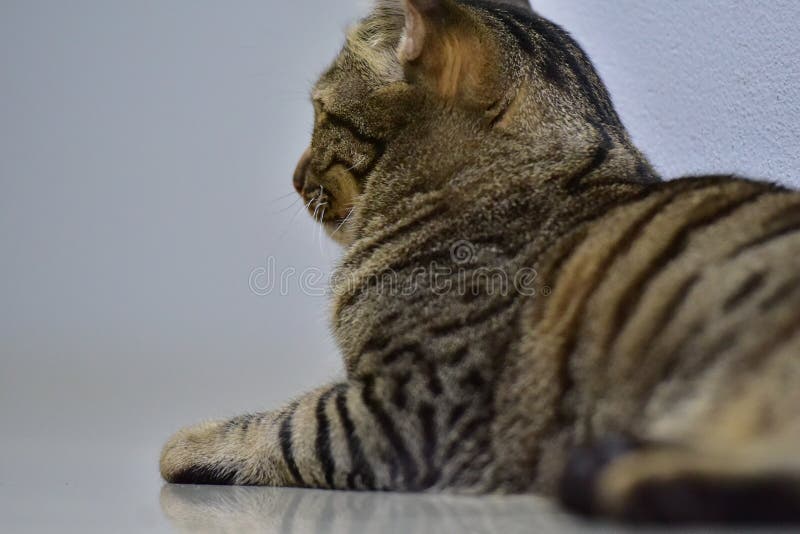 Tabby cat sitting at home stock image. Image of brown 242074089