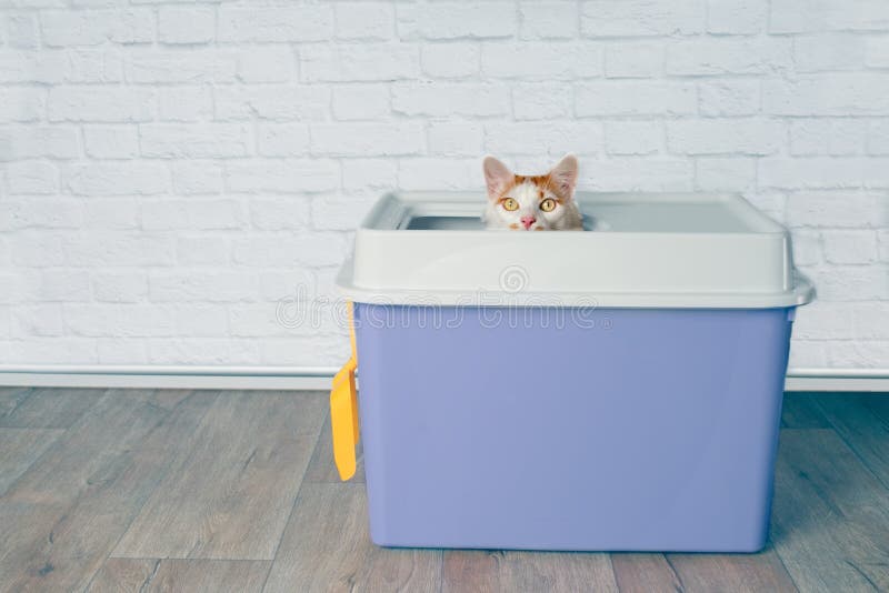 Tabby cat sitting on a pink top entry litter box.
