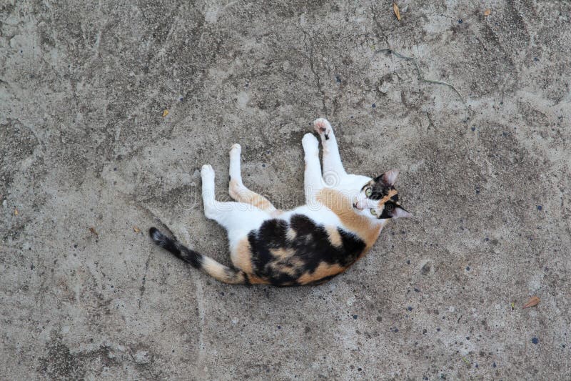 Cat Sleep on Concrete Floor Stock Image Image of kitten, young 272871519