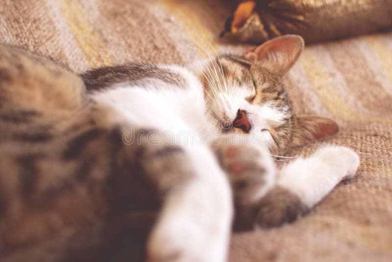 Tabby Cat Sleeping On Bed. Worm`s Eye, Low Angle View. Stock Photo