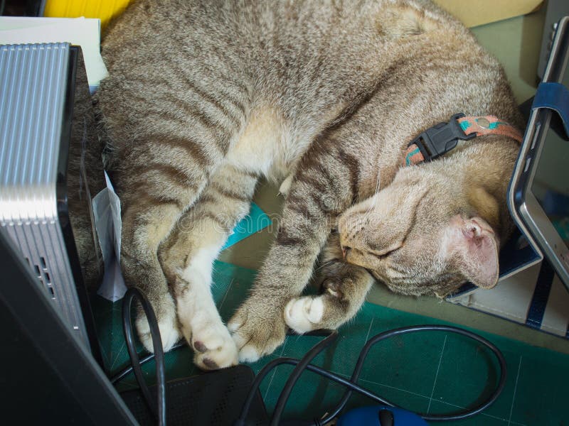Tabby Cat Sleeping su uno scrittorio del computer fotografie stock Tabby Cat Sleeping su uno scrittorio del computer fotografie stock