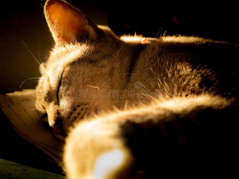 Tabby Cat Sleeping In The Sun Stock Image Image of soft, warm 32533217