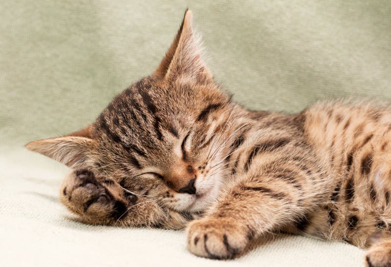 Tabby cat sleeps on bed