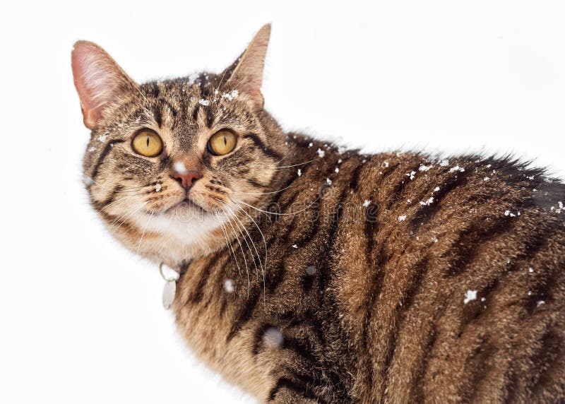 Tabby Cat in the Snow stock images Tabby Cat in the Snow stock images