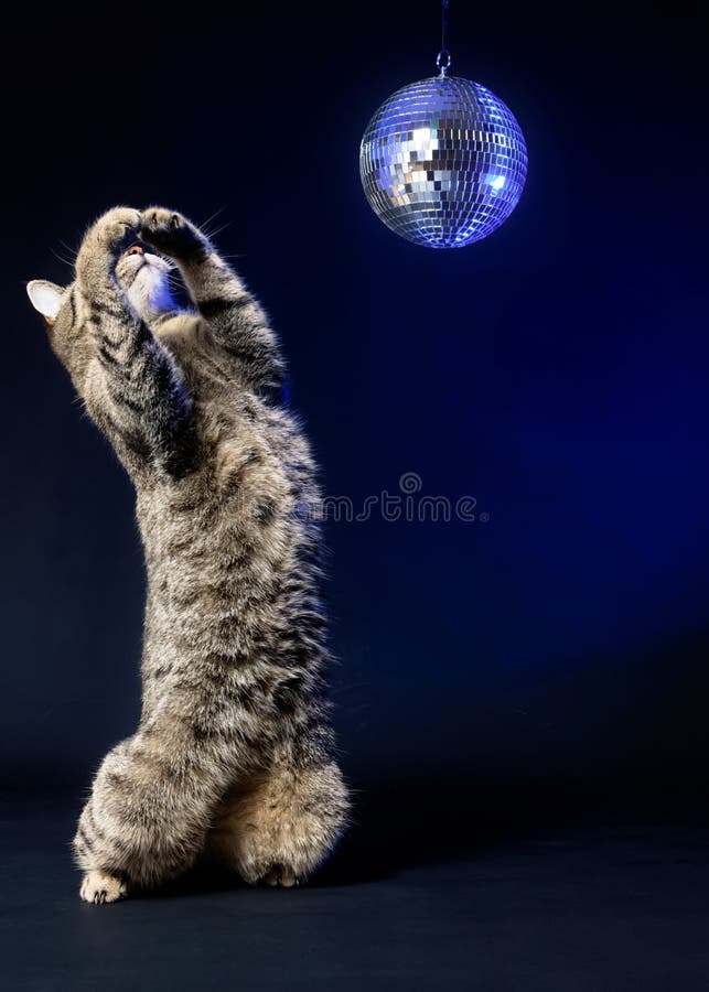 Tabby Cat Stands Up with Disco Ball