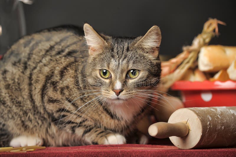 Tabby cat on a table stock image. Image of cute, kitchen 181435509