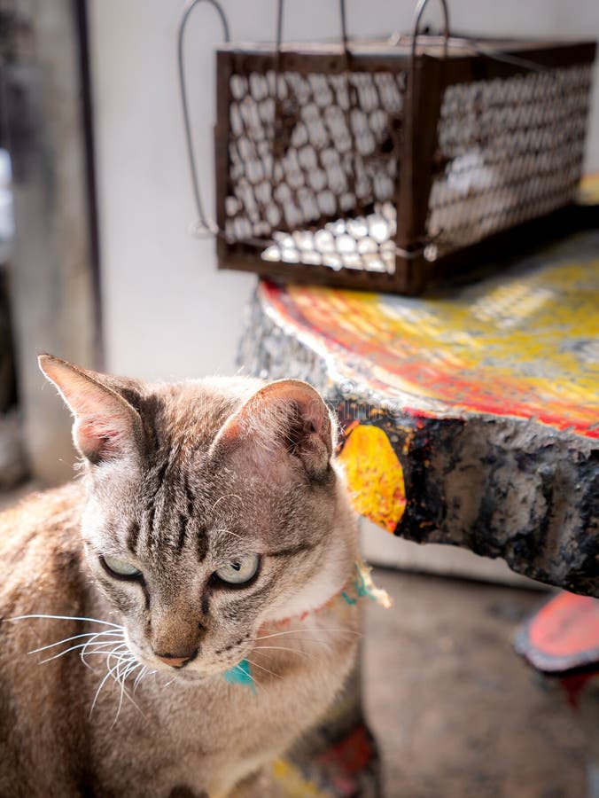 https://thumbs.dreamstime.com/b/tabby-cat-turned-against-rat-cage-trap-table-257942672.jpg