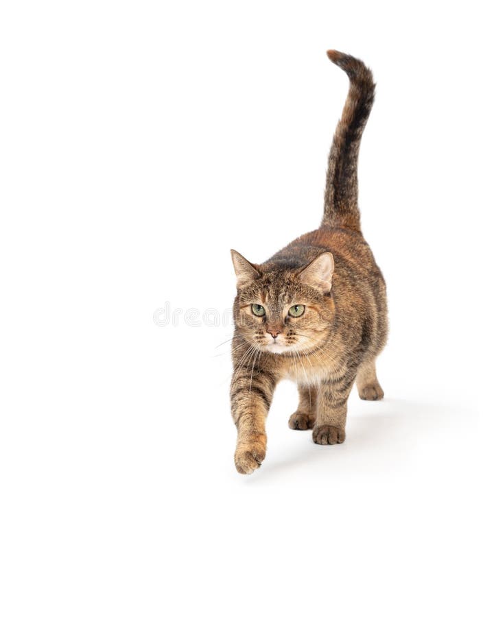 cat walking