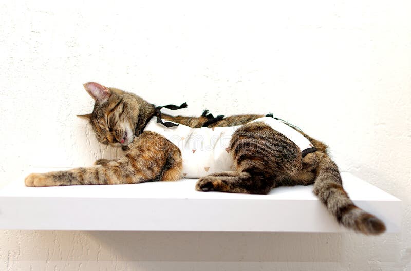 Tabby Cat in a Medical Blanket after Surgery Sits on the Windowsill