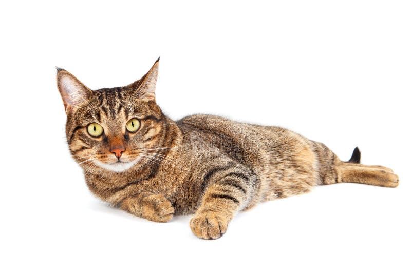 Tabby cat with yellow eyes stock image. Image of studio - 100389669