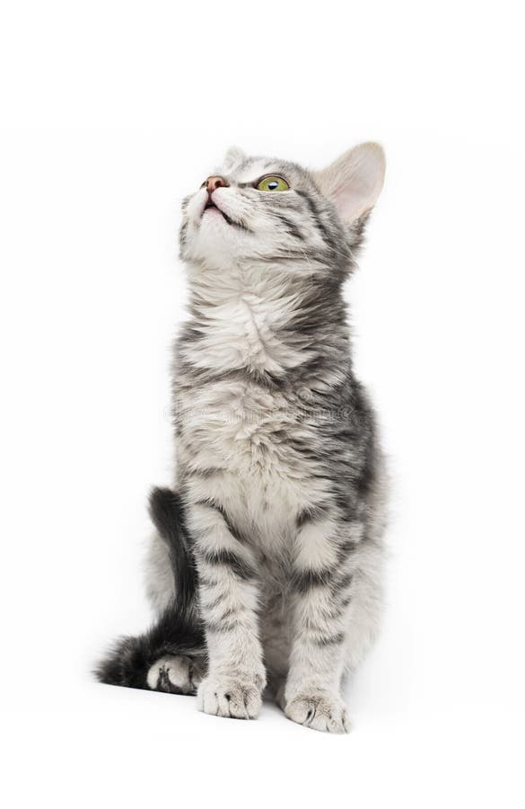 Tabby-chat photographie stock