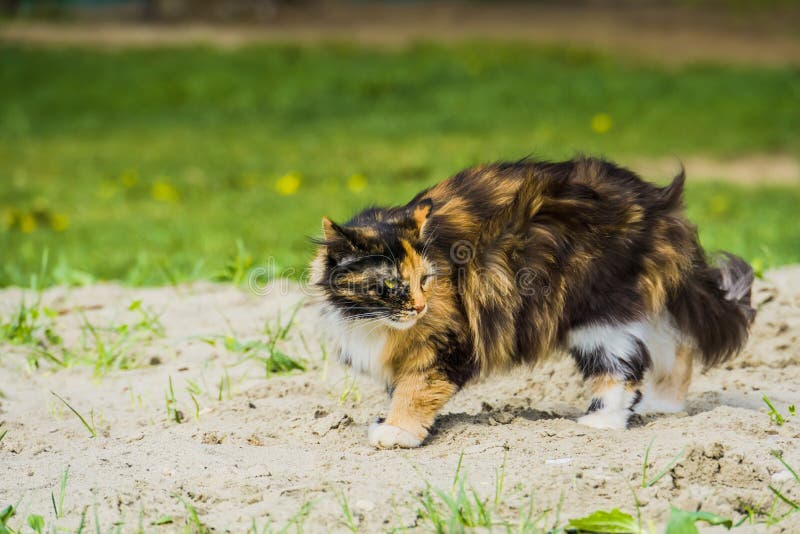 Tabby Fluffy Cat