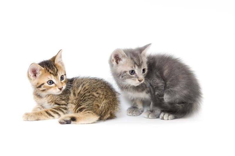 Tabby and gray kitten stock photo. Image of wrestle, adorable - 2863204