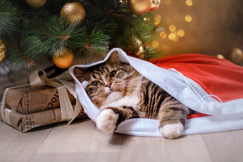 Tabby and Happy Cat. Christmas Season 2017, New Year Stock Image ...