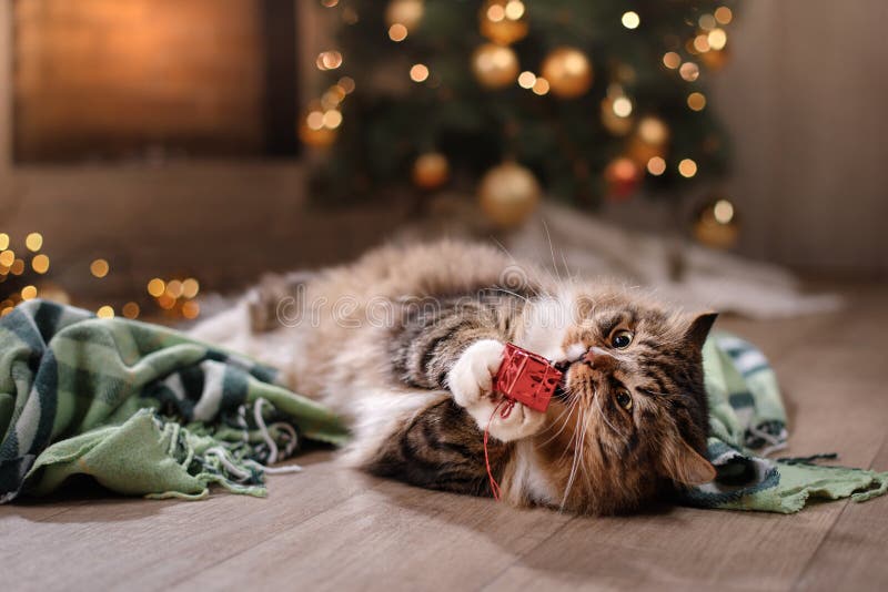 Tabby i szczęśliwy kot Boże Narodzenia przyprawiają 2017, nowego rok, wakacje i świętowanie, obraz stock Tabby i szczęśliwy kot Boże Narodzenia przyprawiają 2017, nowego rok, wakacje i świętowanie, obraz stock