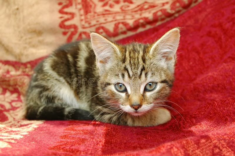 Tabby kitten